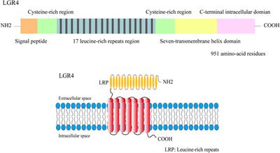 Emerging Roles for LGR4 in Organ Development, Energy Metabolism and Carcinogenesis